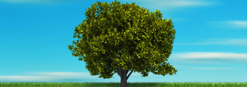 image of a tree
